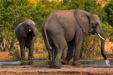 San Diego Safari Park cruise excursion